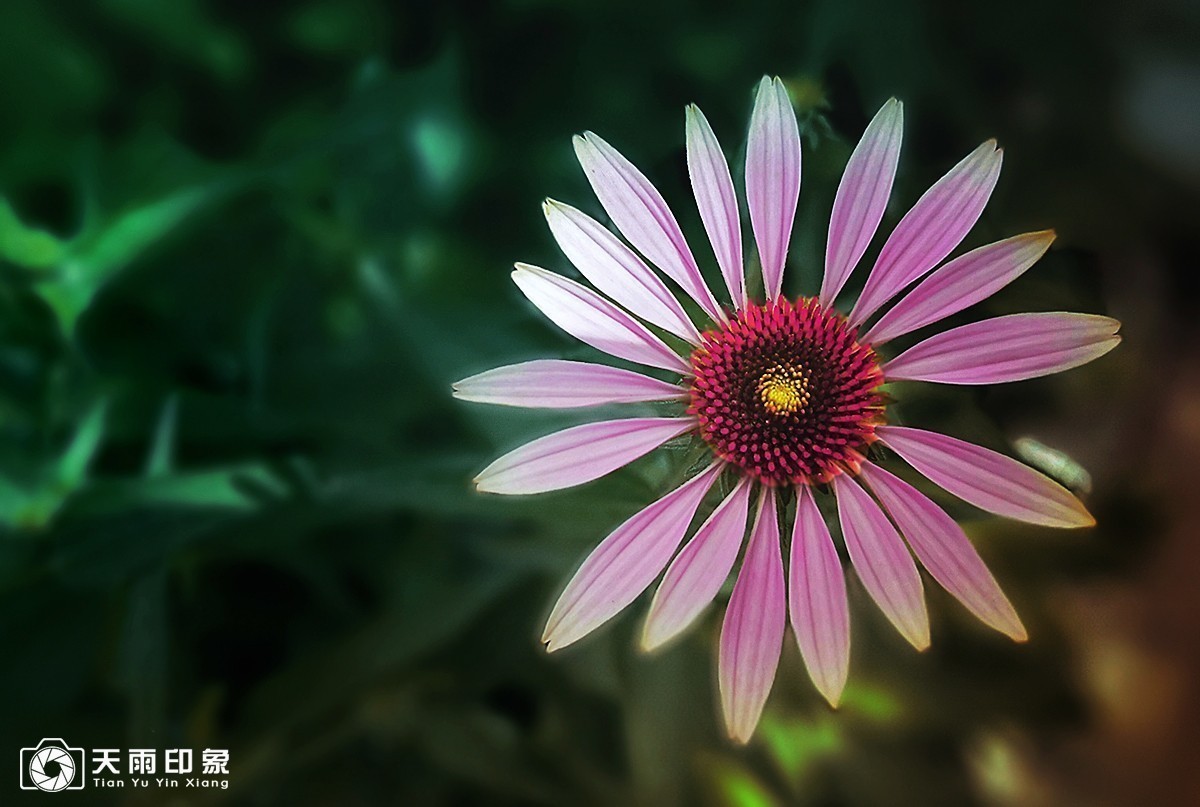 #版主坐堂# 《手机摄影星空(中国)》2018年5月优秀作品选编