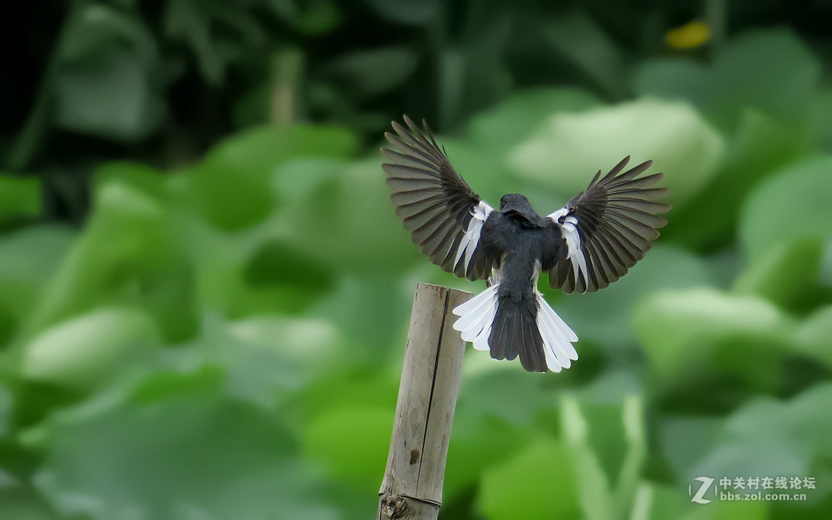 2018年打鸟159鹊鸲四