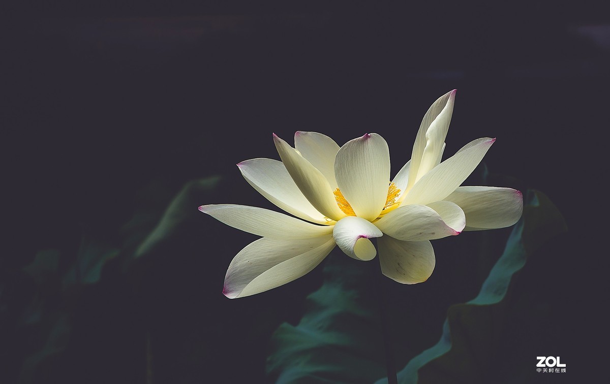 朝花夕拾—白莲花