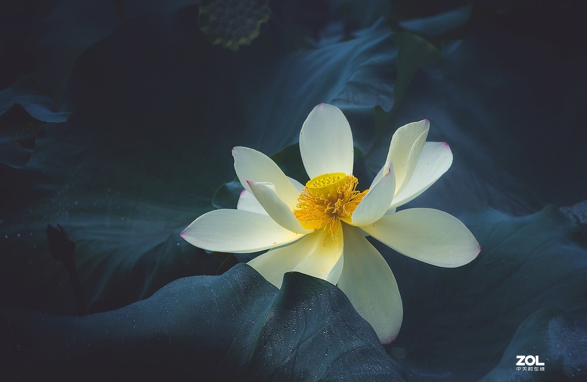 朝花夕拾—白莲花
