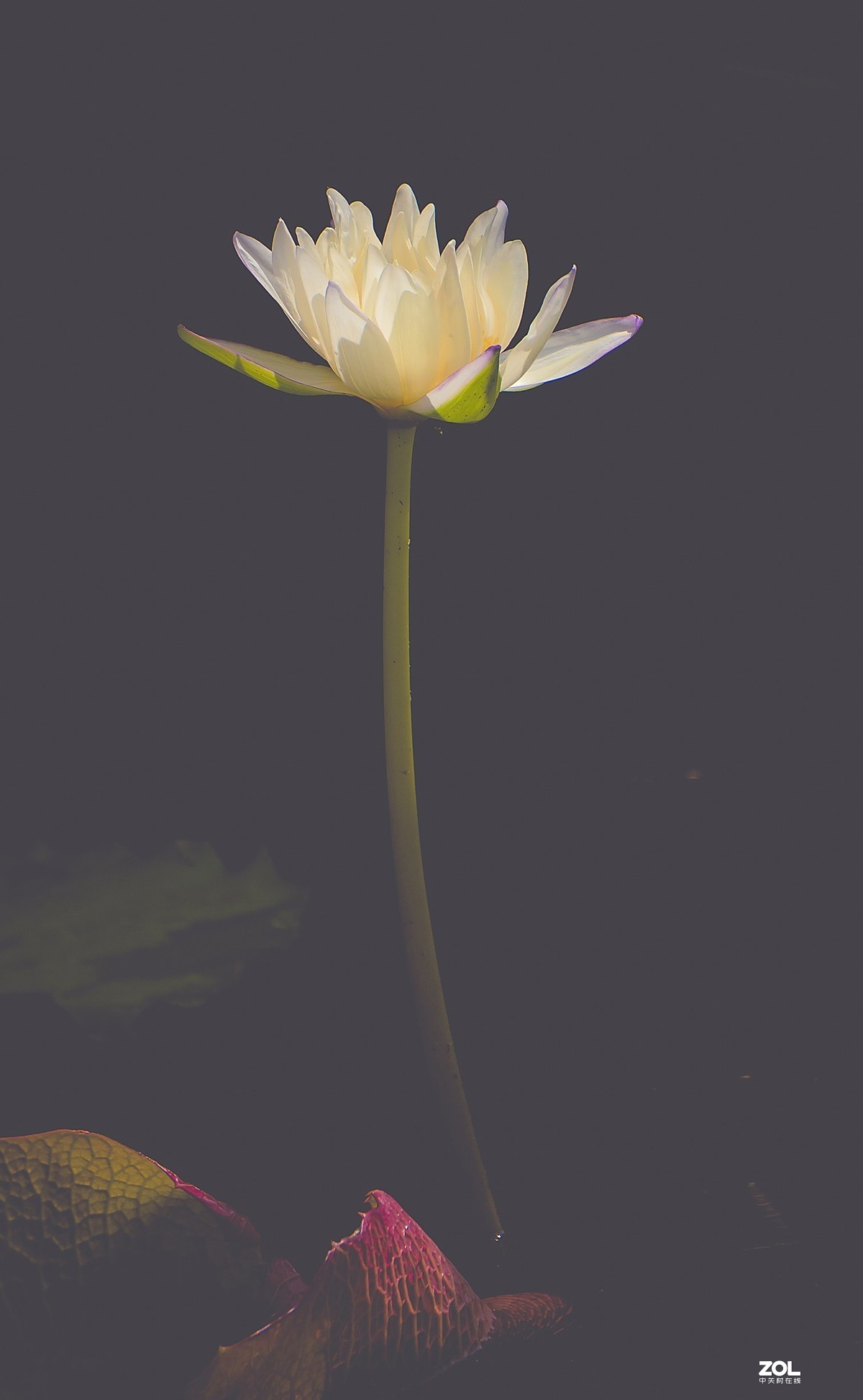 朝花夕拾—白莲花