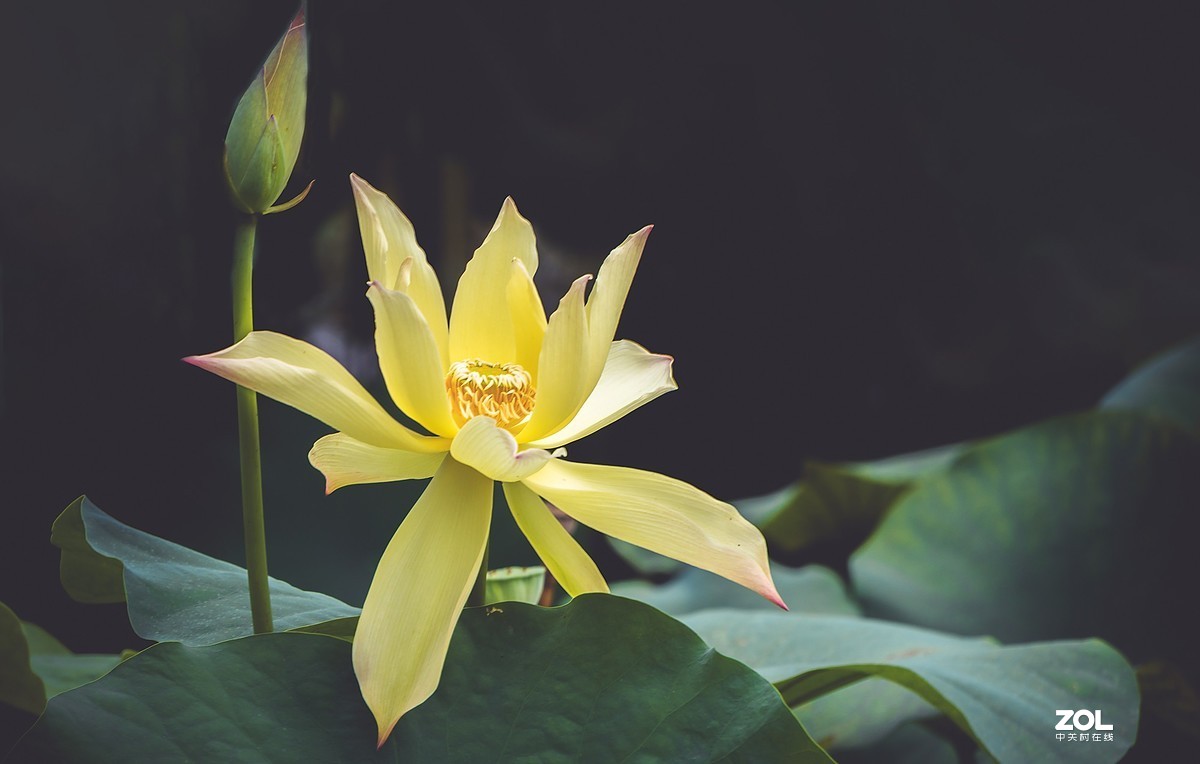 朝花夕拾—白莲花