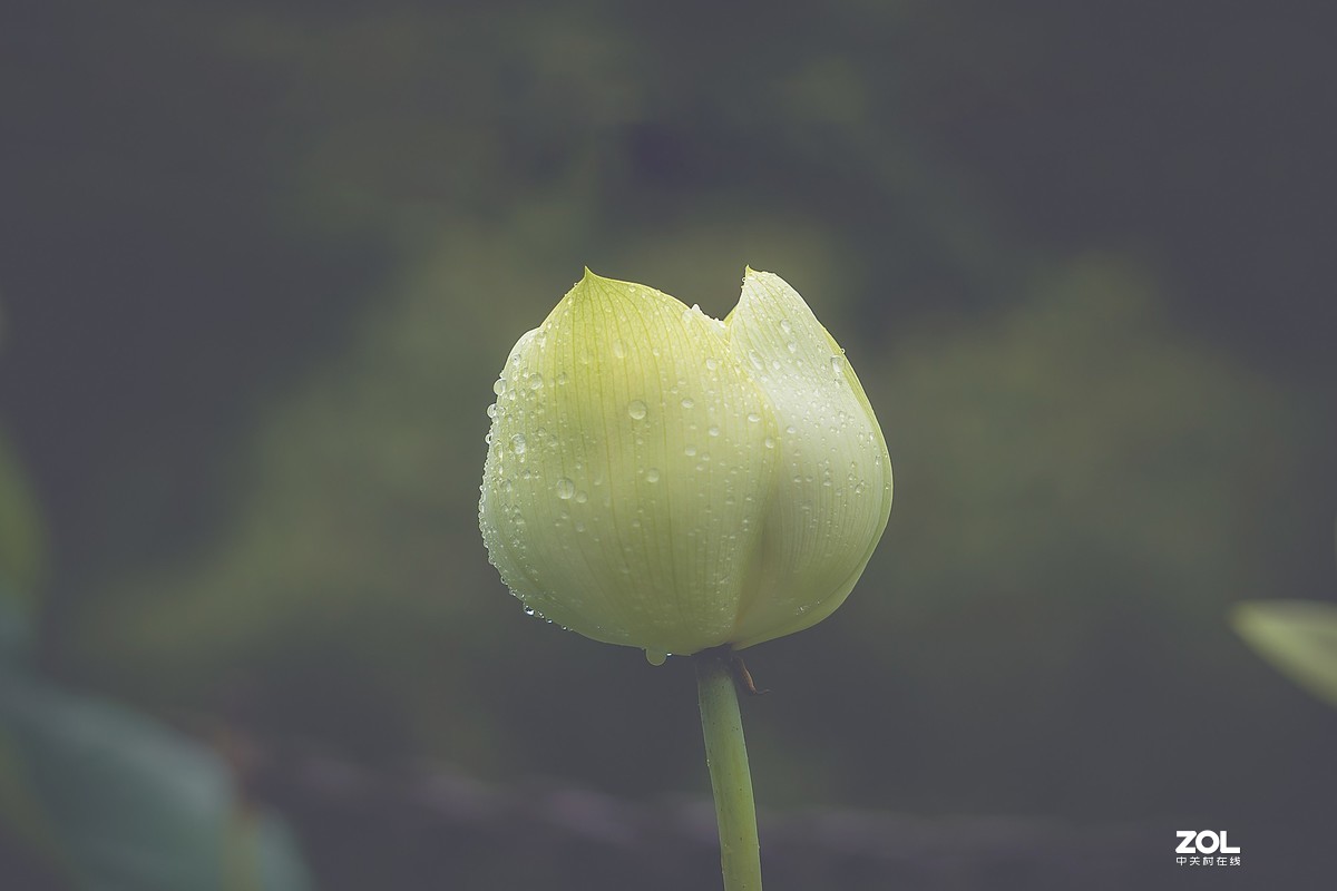 朝花夕拾—白莲花