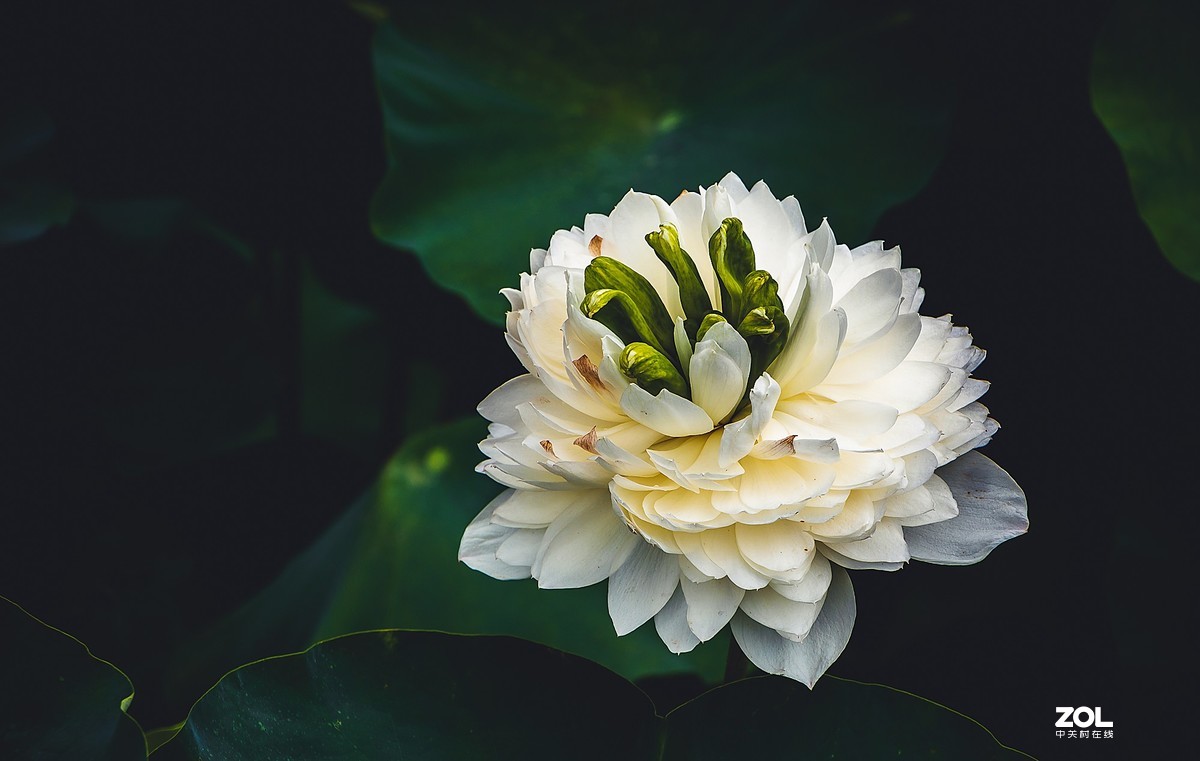 朝花夕拾—白莲花
