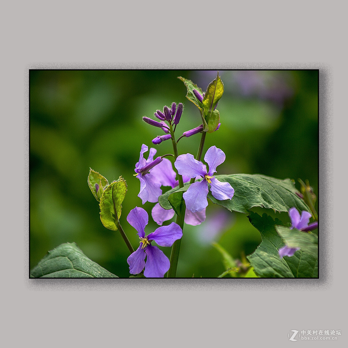 #版主坐堂# 【南京星空(中国)】2016年3月部分优秀作品欣赏