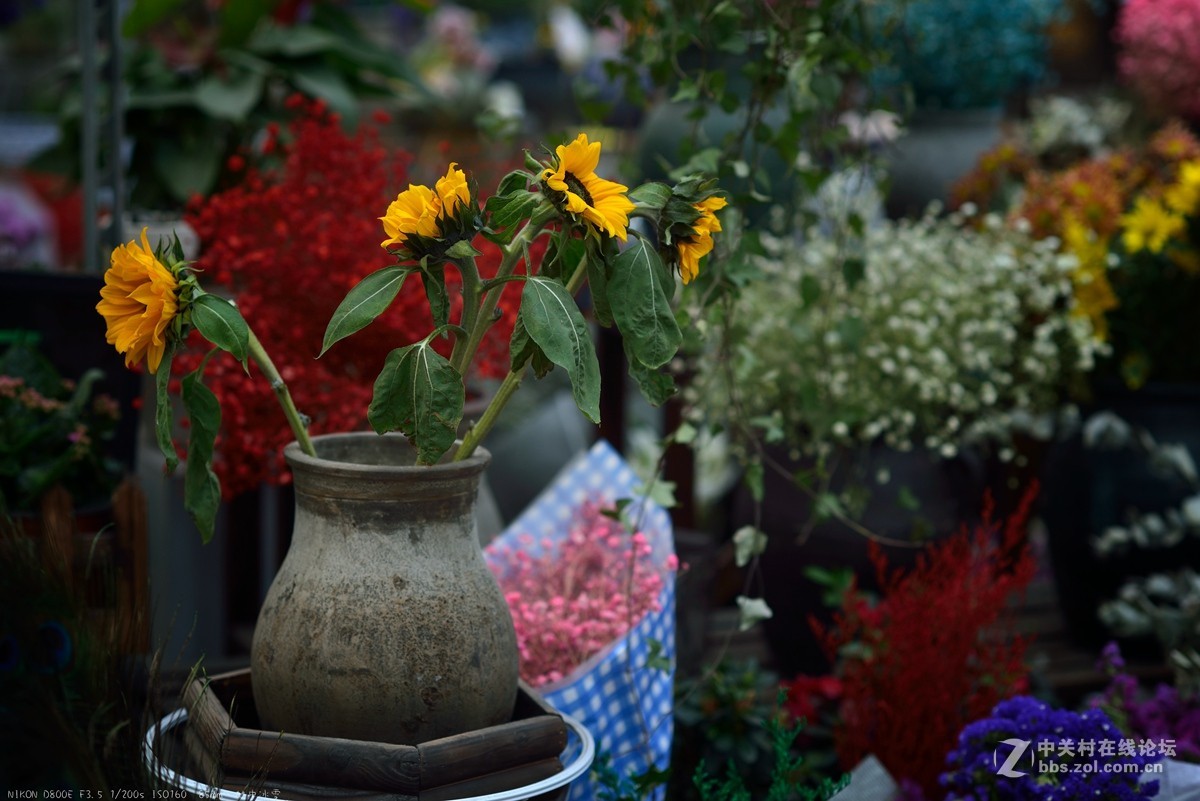 那些花儿（旭中冰雪）
