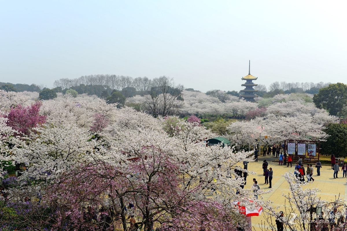 樱花灿烂之五【再拍东湖樱花园】