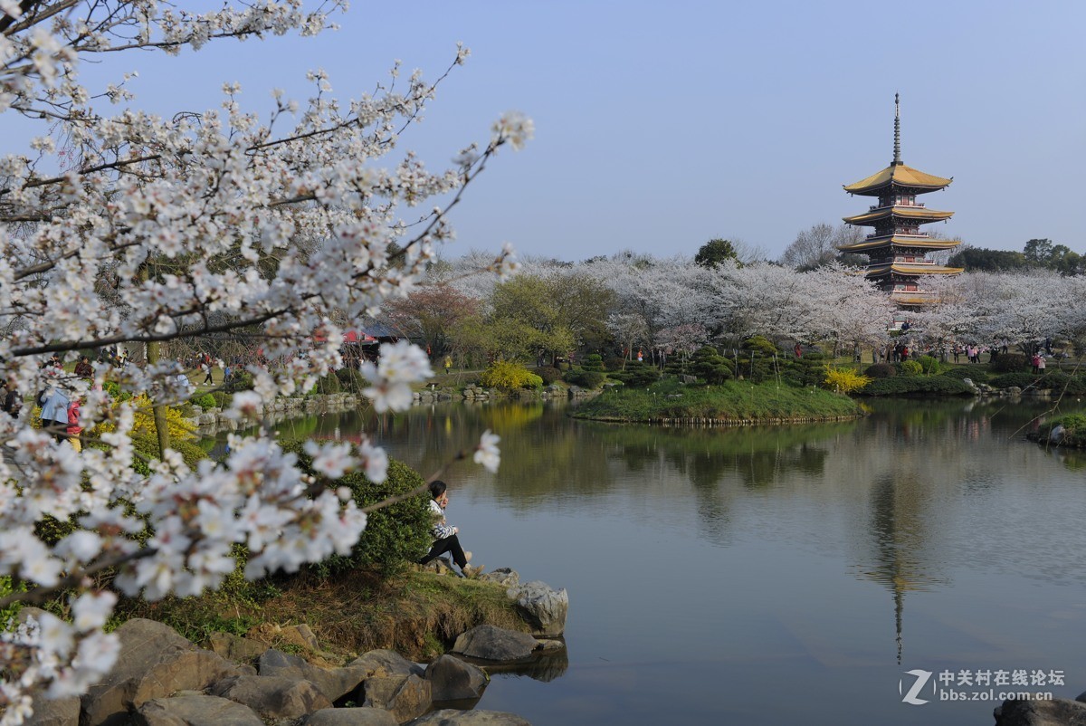 樱花灿烂之五【再拍东湖樱花园】