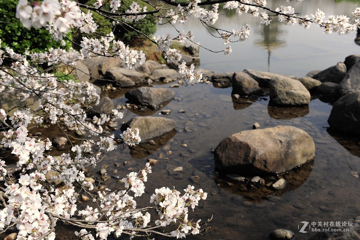 樱花灿烂之五【再拍东湖樱花园】