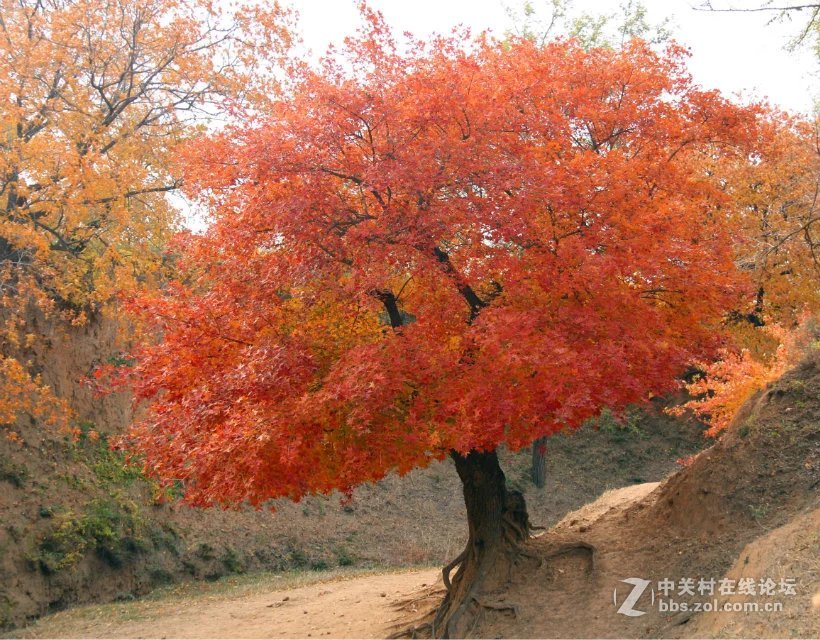 《千年古枫》该古枫林是中国最古老、面积最大的人工种植五角枫古枫林。