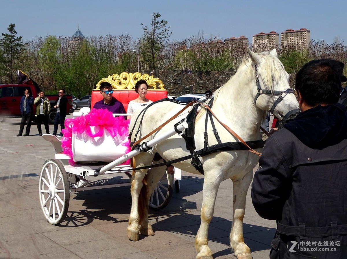 【马术开营仪式】和【名犬中国冠军展】
