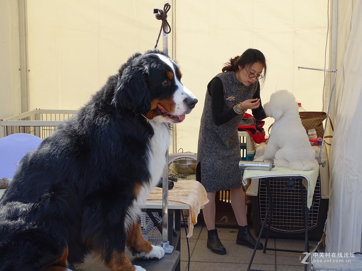 【马术开营仪式】和【名犬中国冠军展】