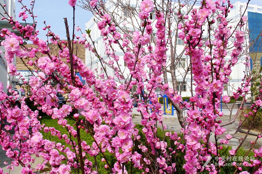 单位院子拍樱花-索尼V3