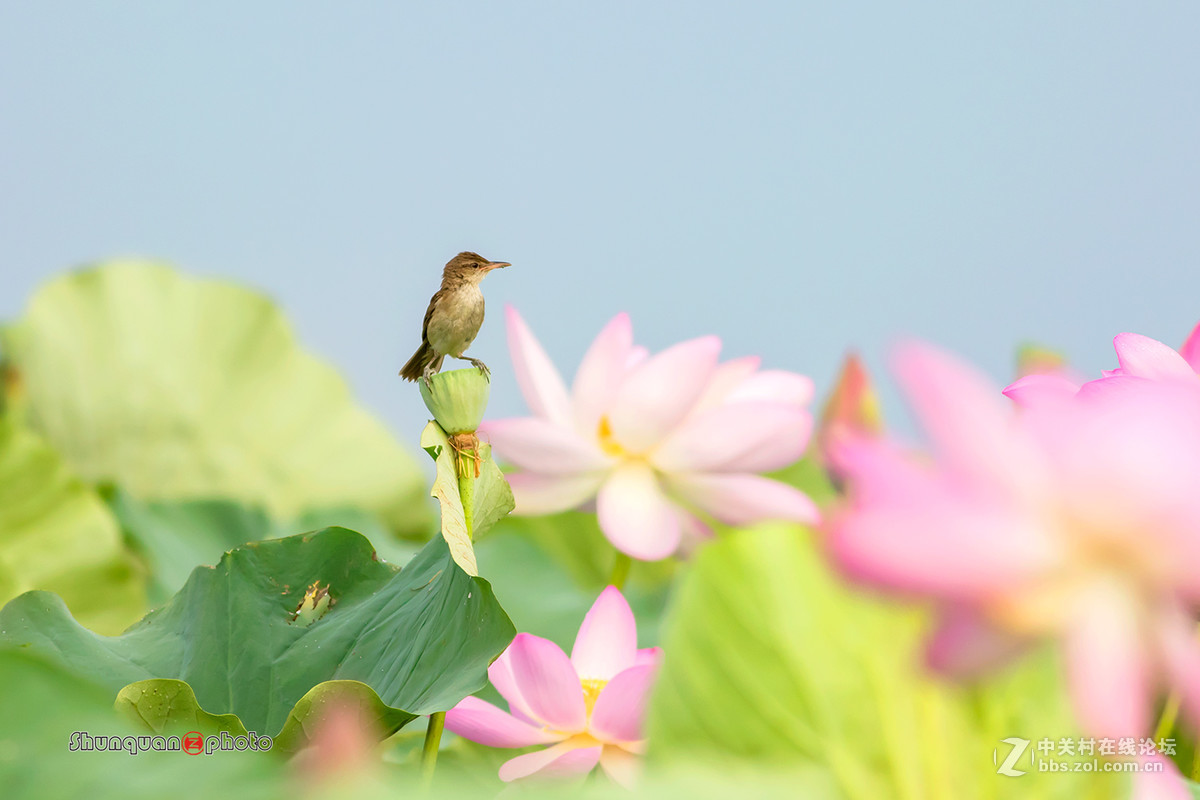 东方大苇莺
