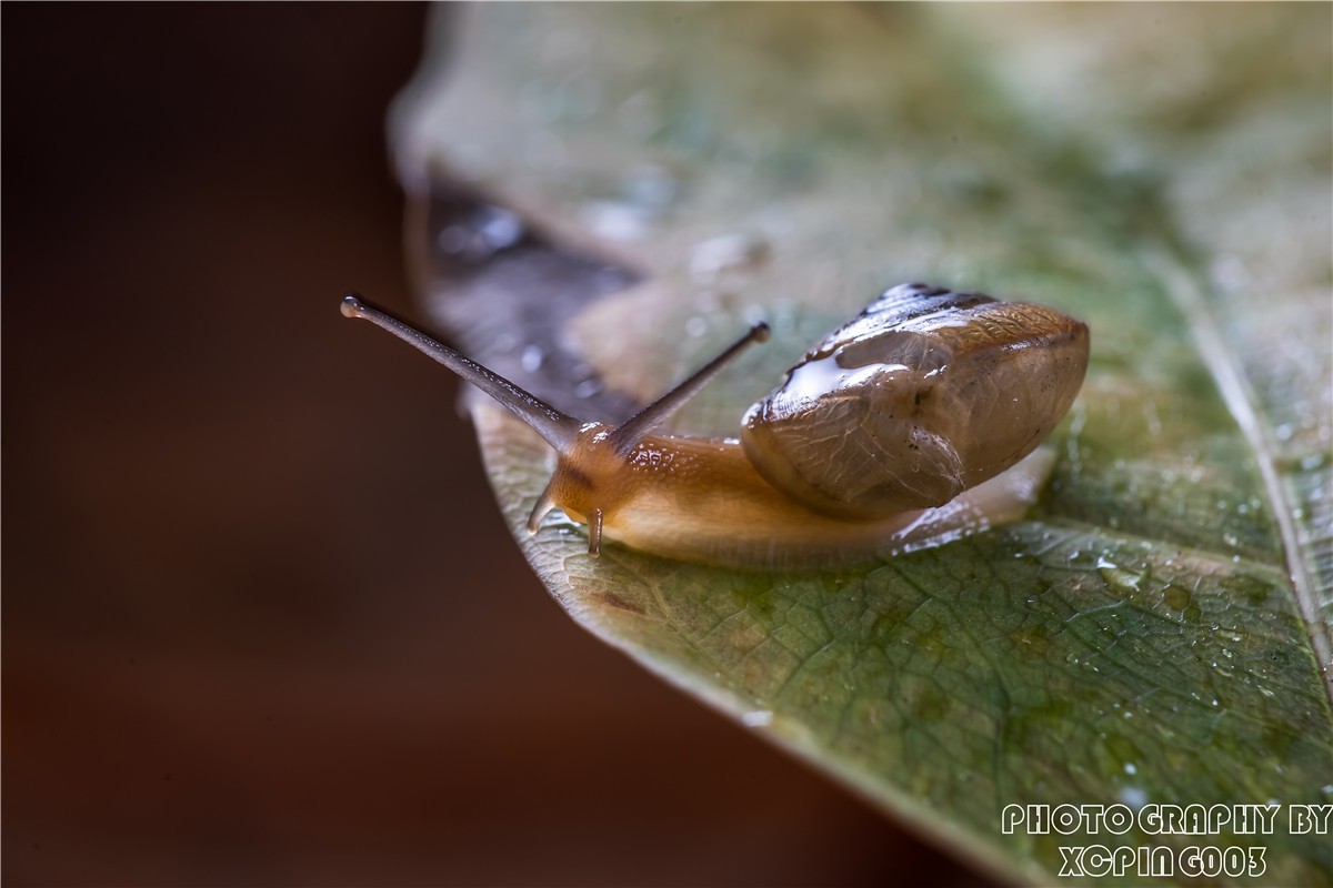 微距镜头下---蜗牛