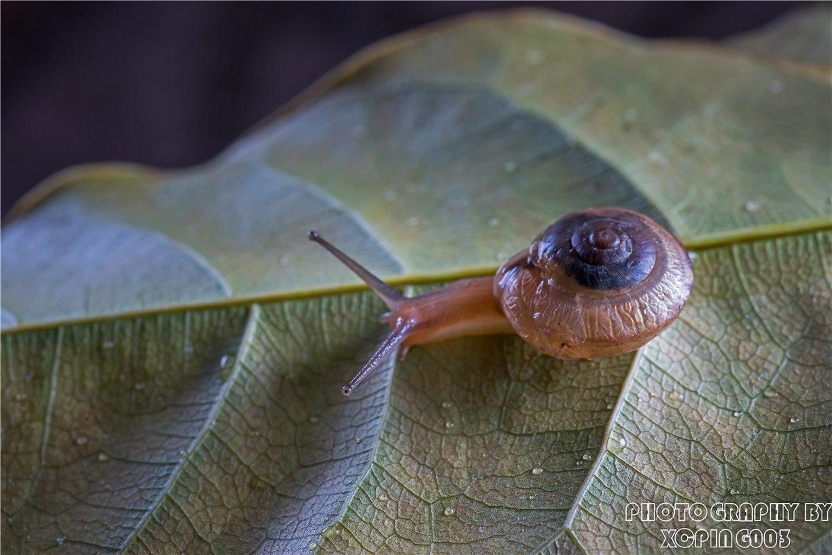 微距镜头下---蜗牛