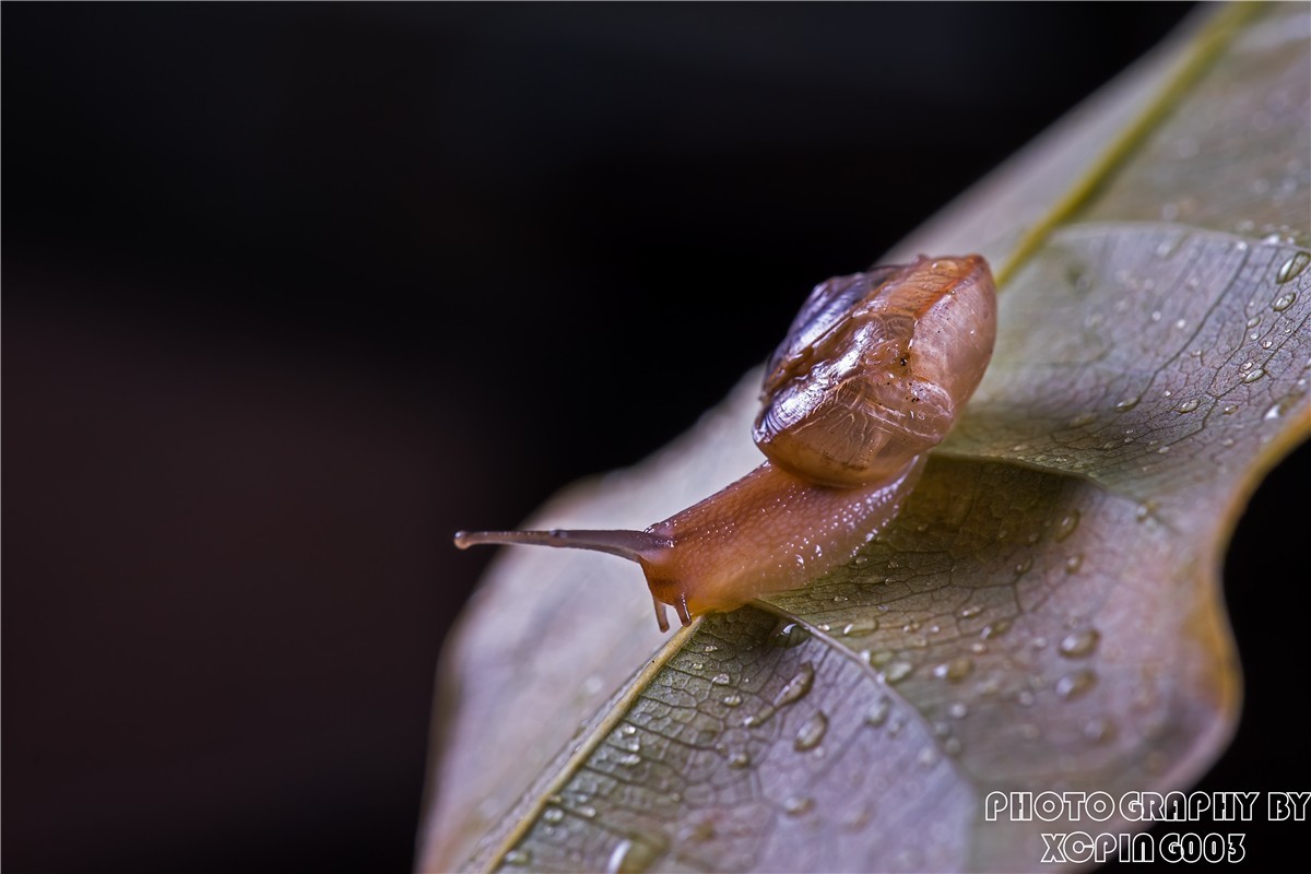 微距镜头下---蜗牛