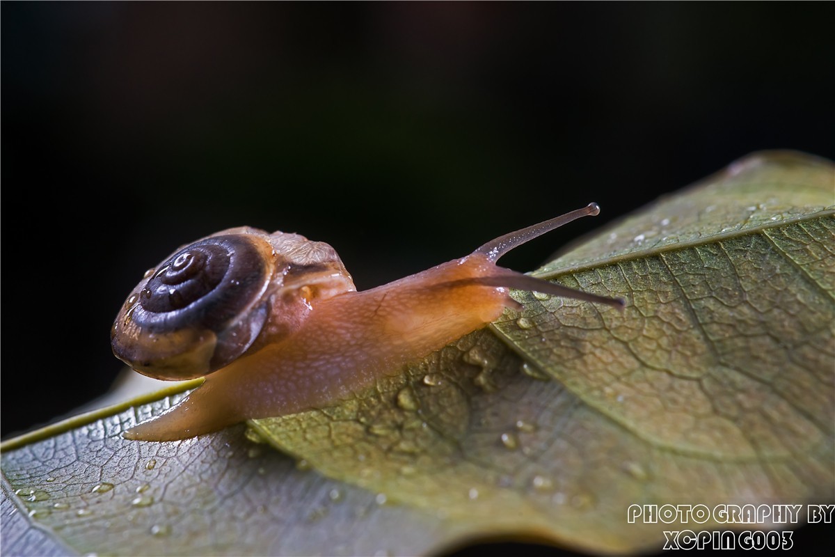 微距镜头下---蜗牛