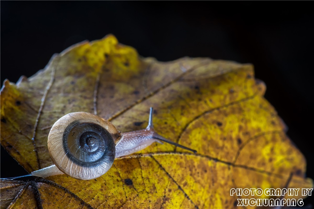 微距镜头下---蜗牛