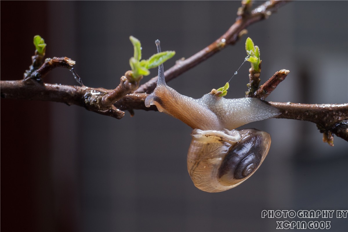 微距镜头下---蜗牛