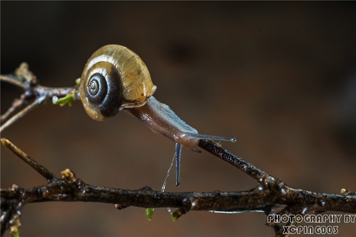 微距镜头下---蜗牛
