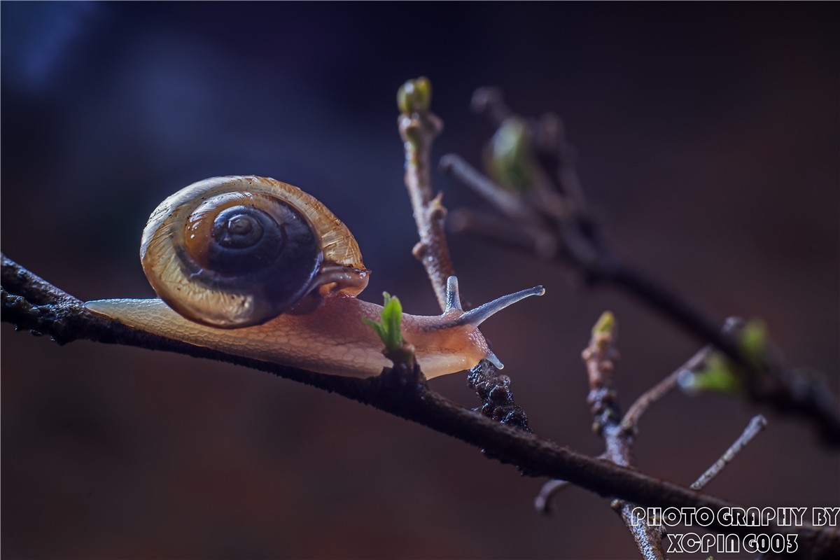 微距镜头下---蜗牛