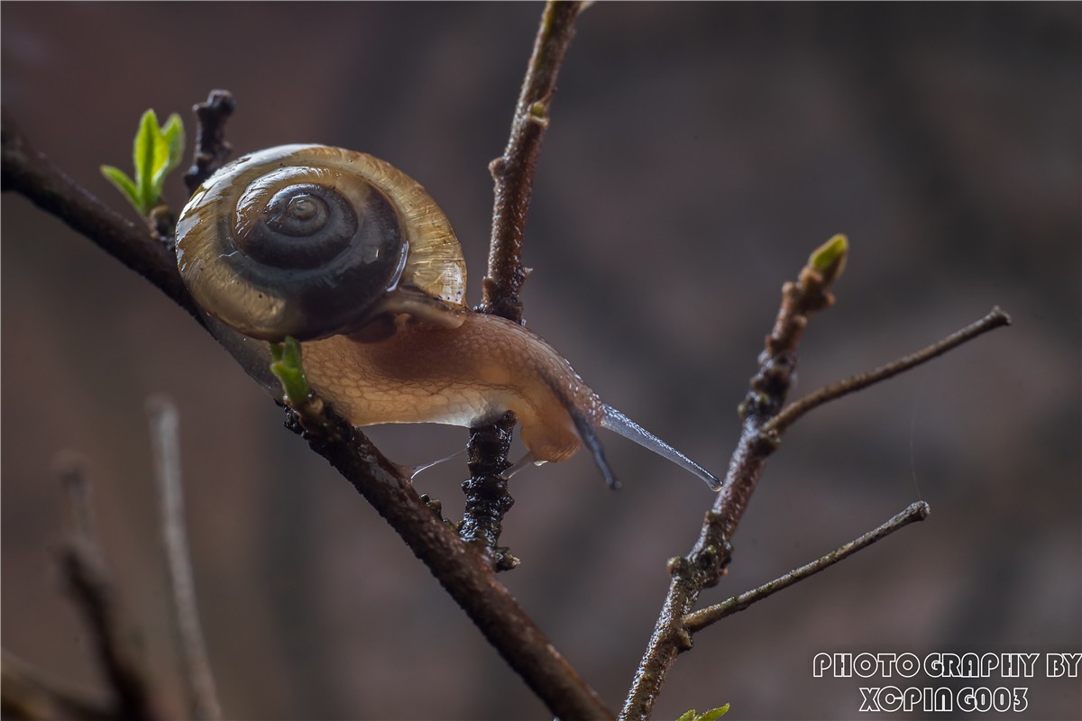 微距镜头下---蜗牛