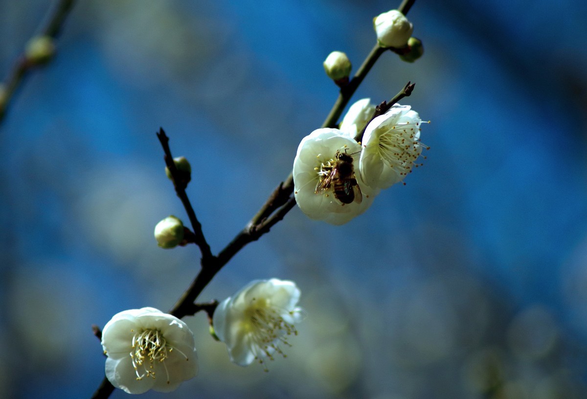 绿梅一枝香正浓