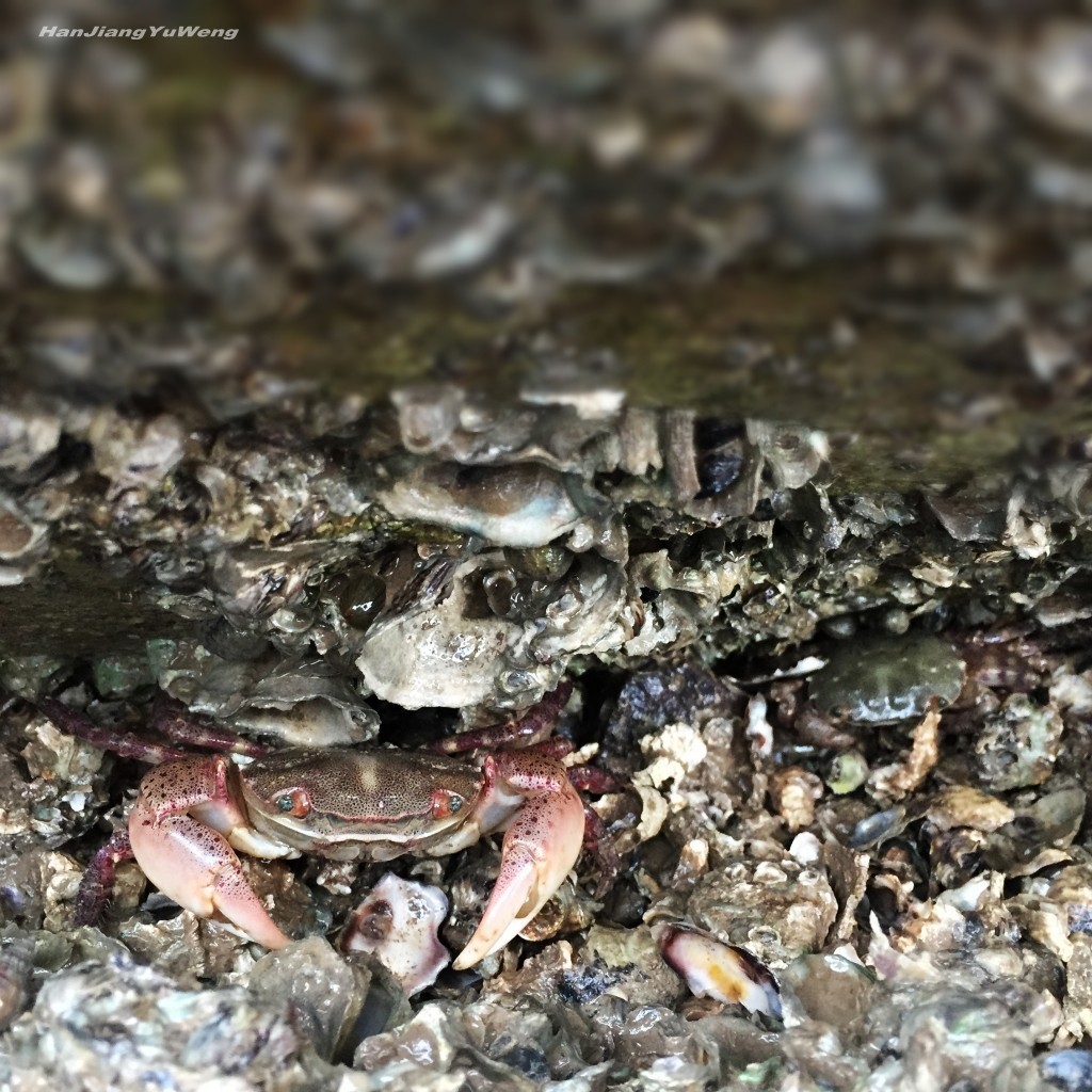 #版主坐堂# 《手机摄影星空(中国)》2018年5月优秀作品选编
