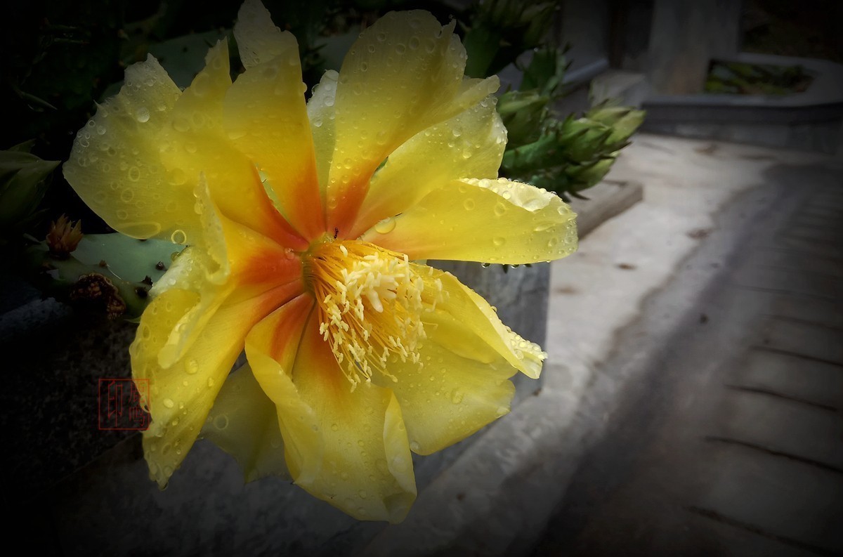 #版主坐堂# 《手机摄影星空(中国)》2018年5月优秀作品选编