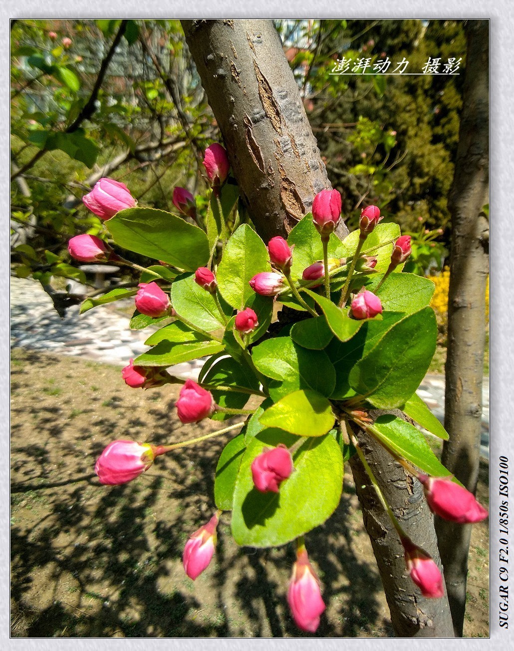 #版主坐堂# 《手机摄影星空(中国)》2018年5月优秀作品选编