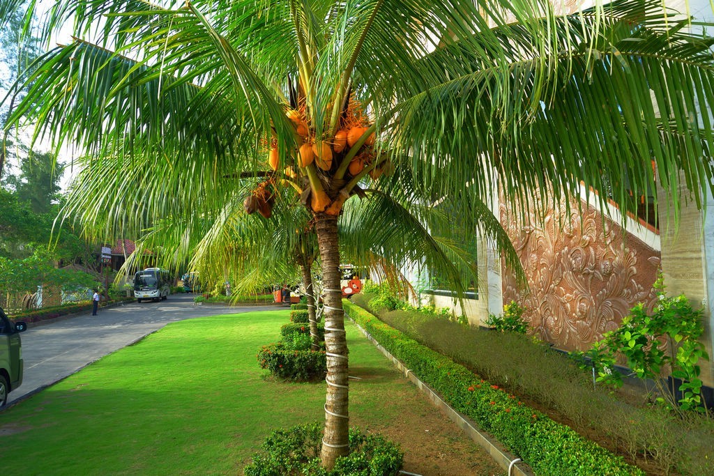 印度尼西亚民丹岛雅阁宾馆环境风光随拍