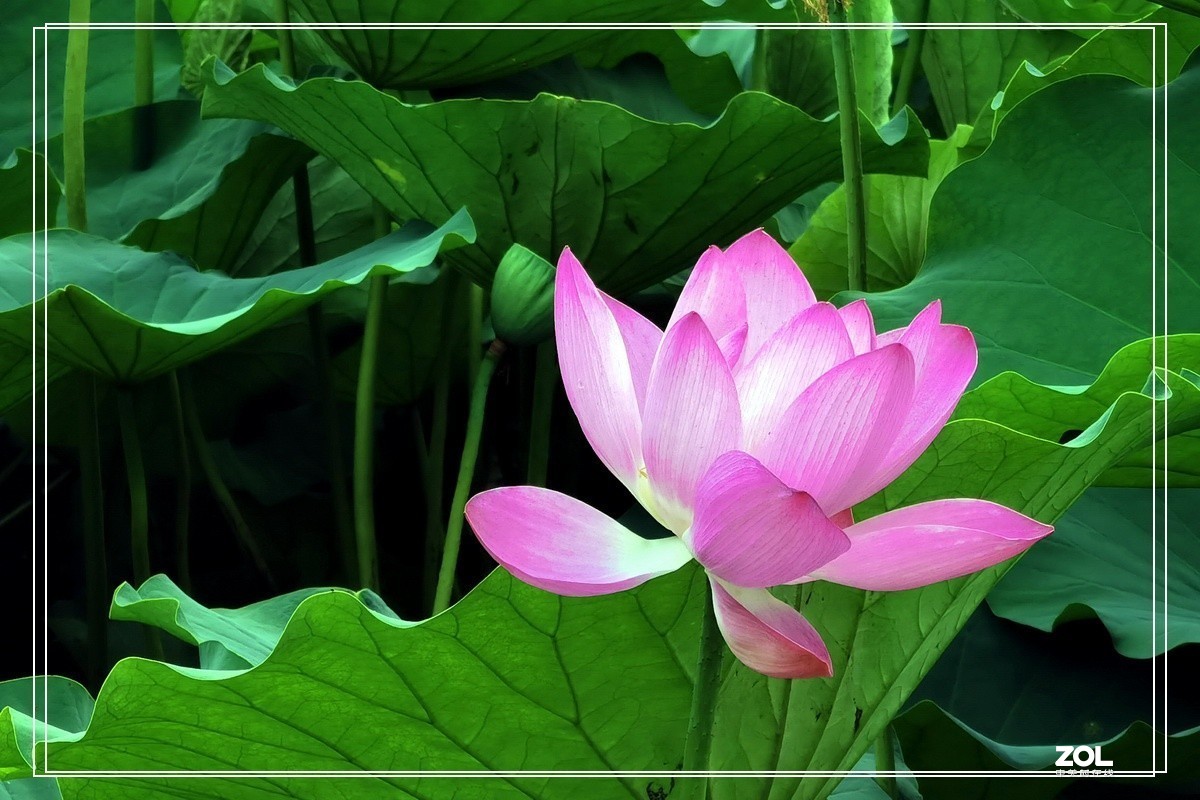 世纪公园赏荷花