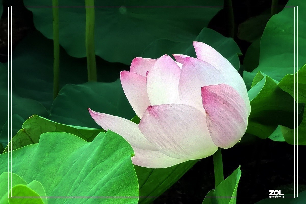 世纪公园赏荷花