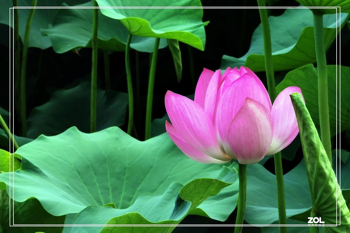 世纪公园赏荷花