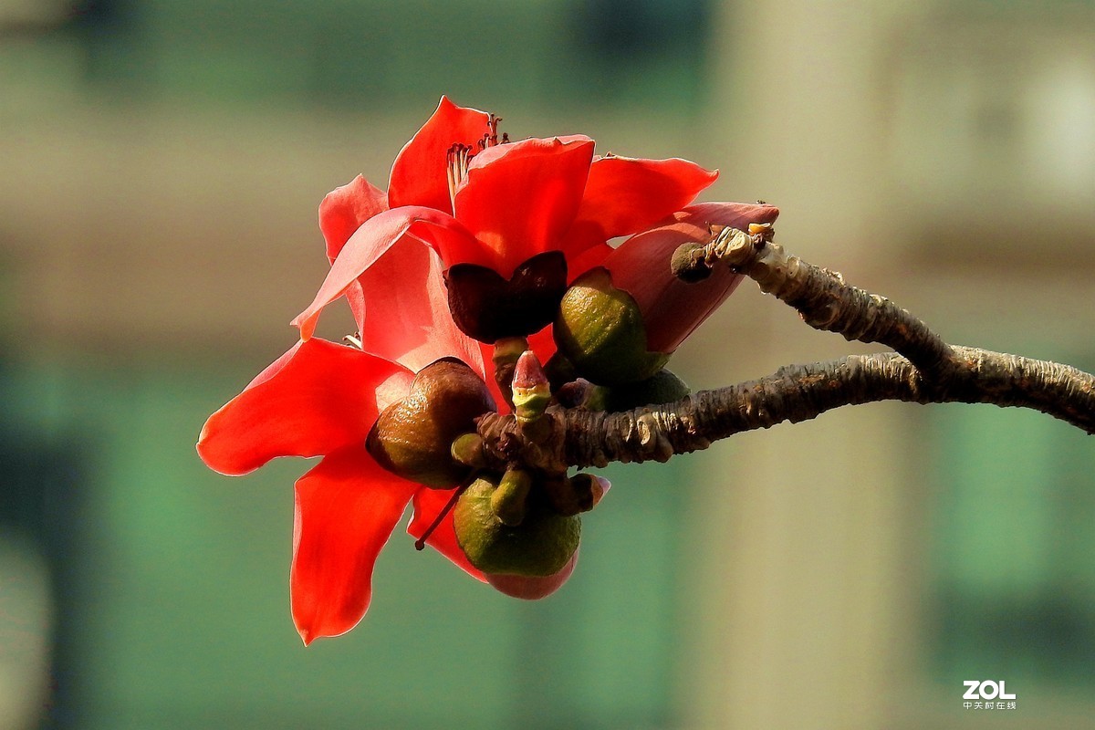 荷花  8