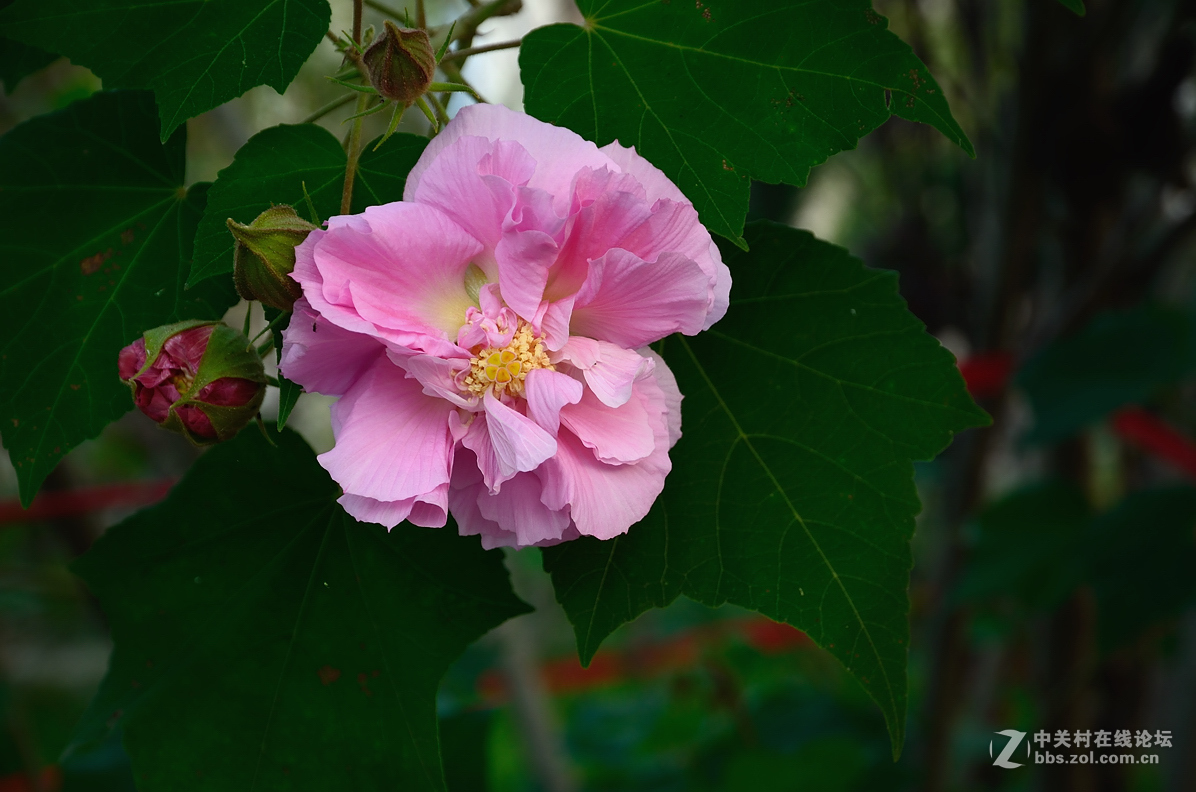 光影芙蓉花-中关村在线摄影论坛