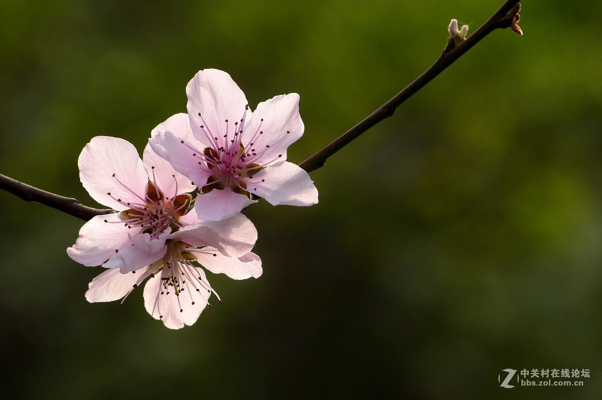很久没有来了，今天拍机片桃花給松下各位版主祝兴。
