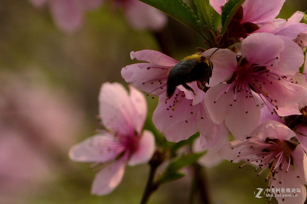 很久没有来了，今天拍机片桃花給松下各位版主祝兴。