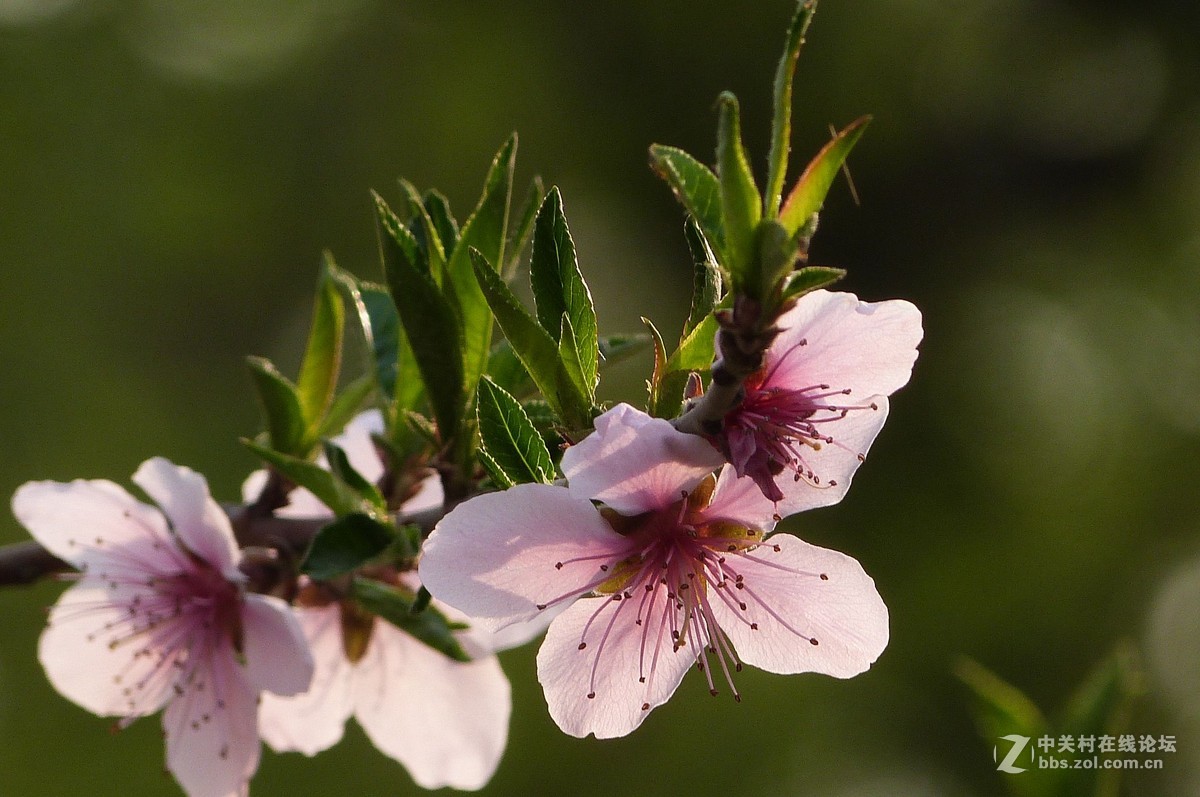 很久没有来了，今天拍机片桃花給松下各位版主祝兴。