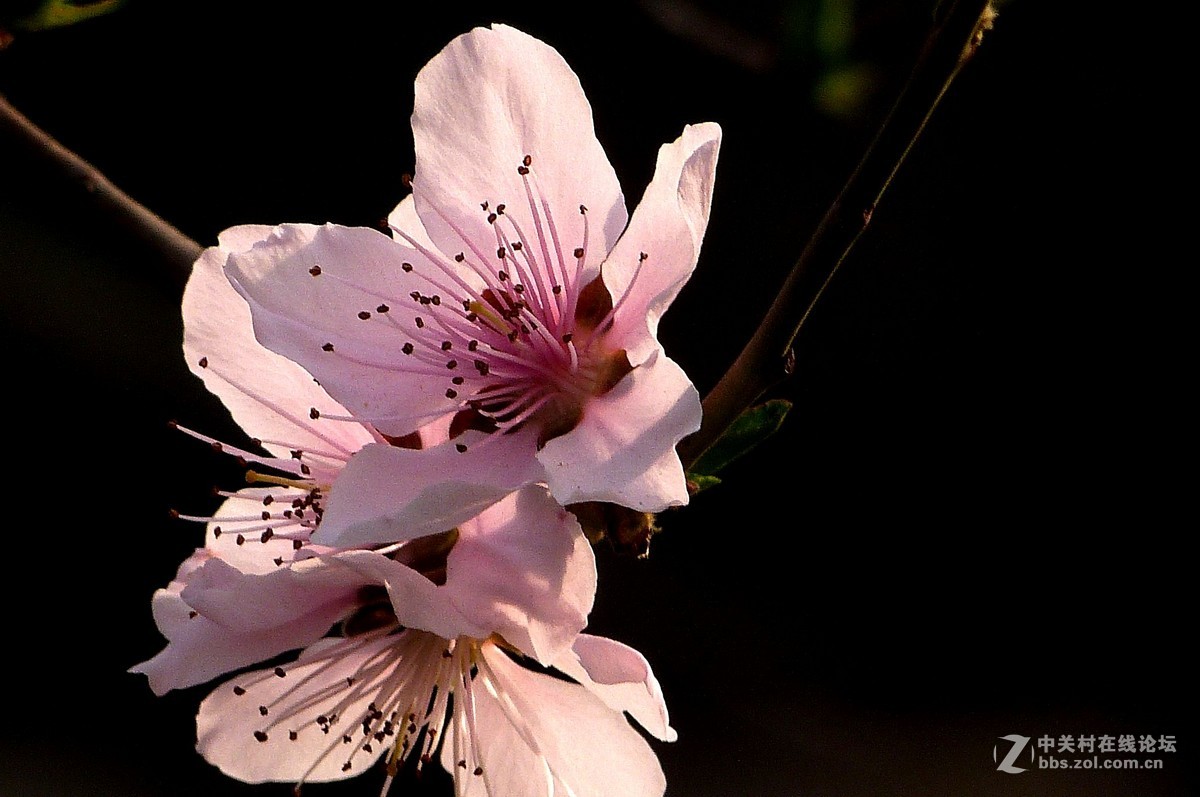 很久没有来了，今天拍机片桃花給松下各位版主祝兴。