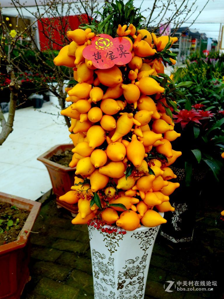 黄金果