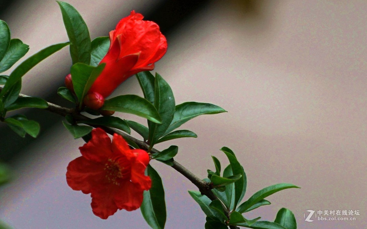 石榴海棠花