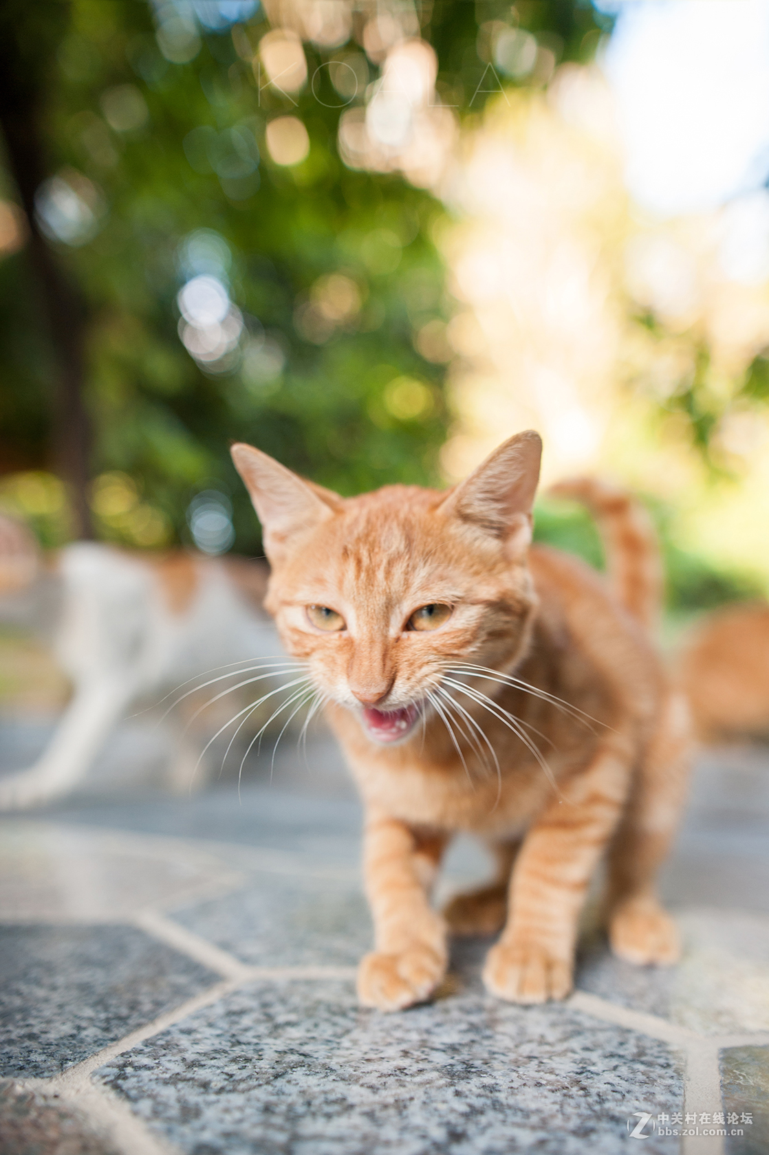 【考拉作品】霸气测漏的猫丐帮