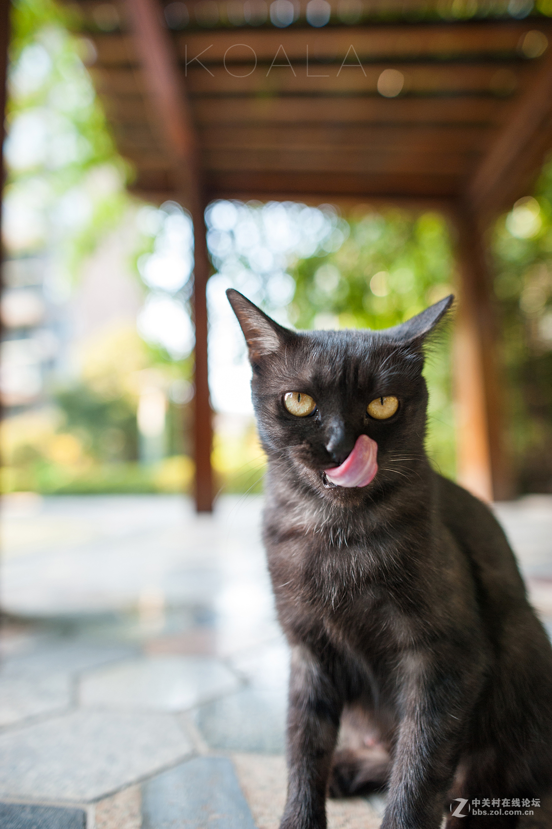 【考拉作品】霸气测漏的猫丐帮