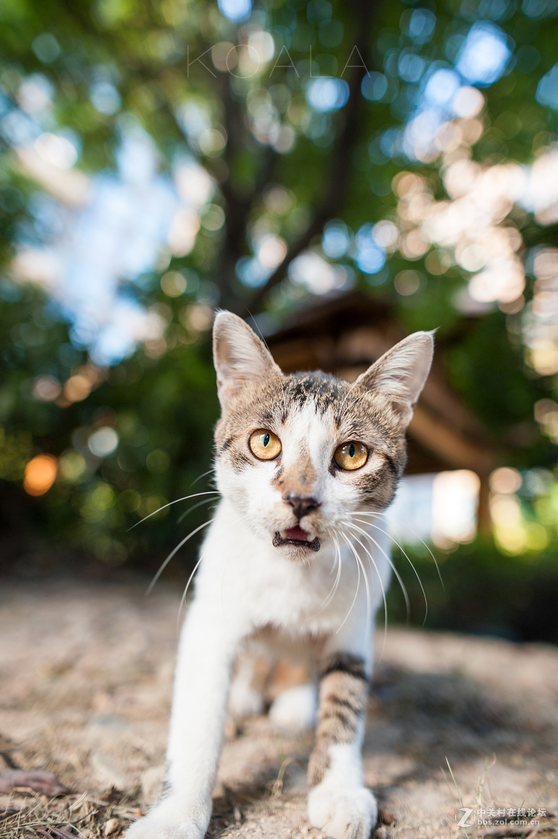 【考拉作品】霸气测漏的猫丐帮