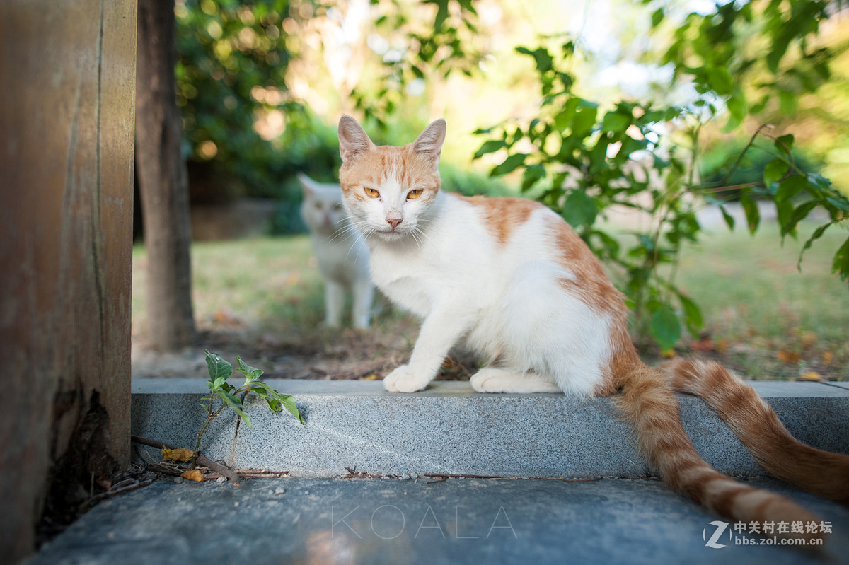 【考拉作品】霸气测漏的猫丐帮