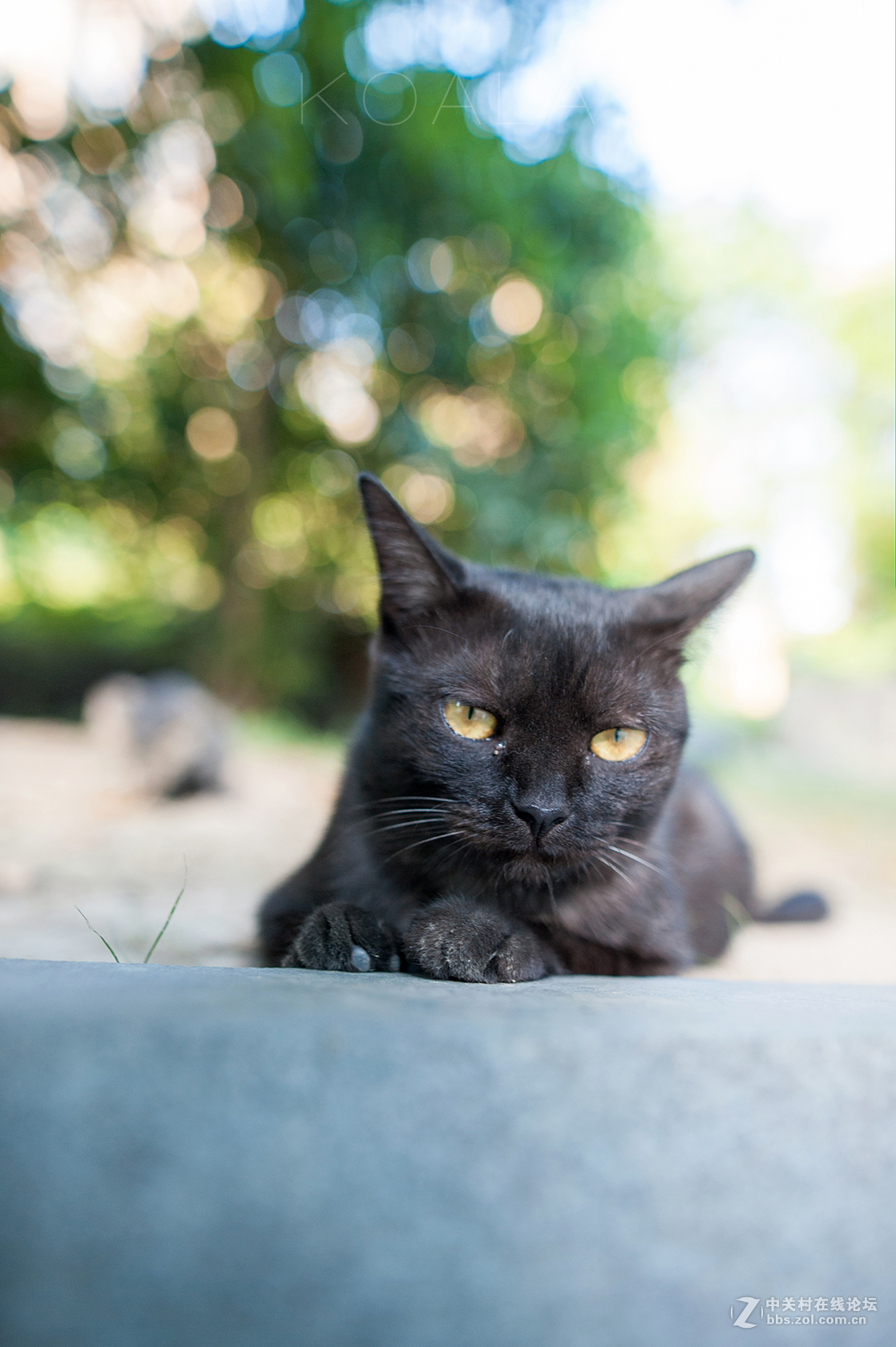 【考拉作品】霸气测漏的猫丐帮