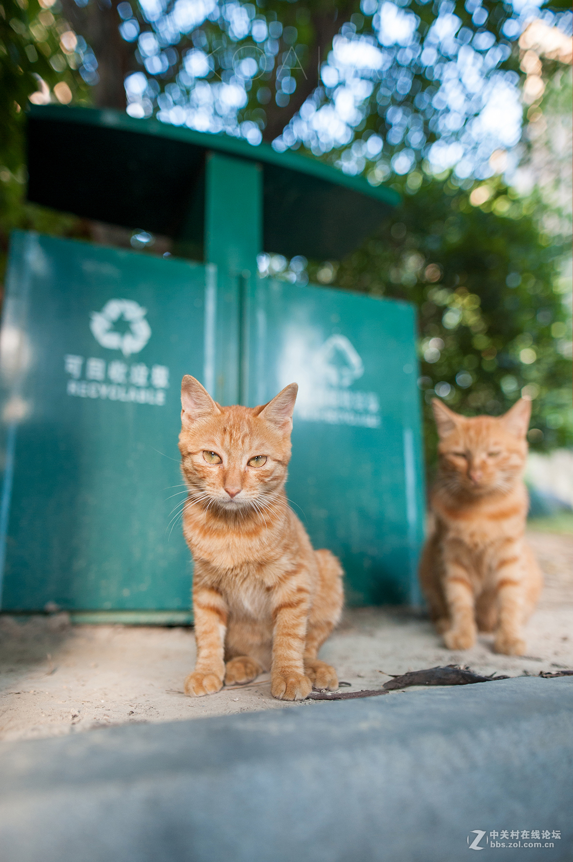 【考拉作品】霸气测漏的猫丐帮