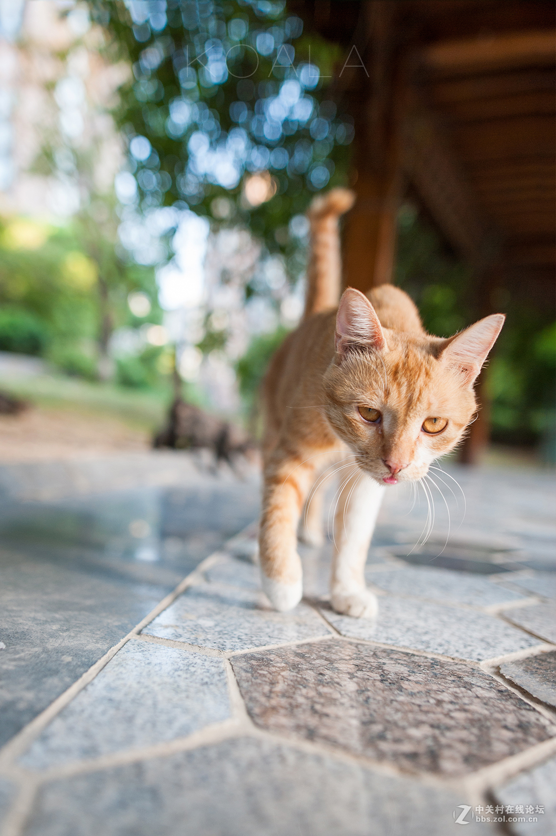 【考拉作品】霸气测漏的猫丐帮